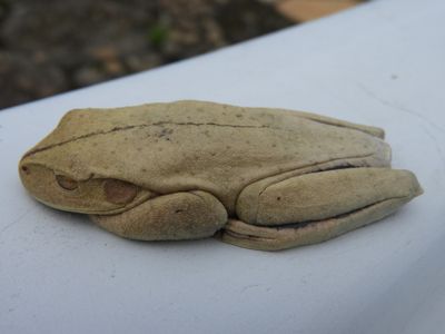 Barrett_DSCN6391_Blacksmith Tree Frog.JPG