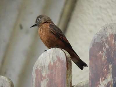 Barrett_DSCN6405_Cliff Flycatcher.JPG
