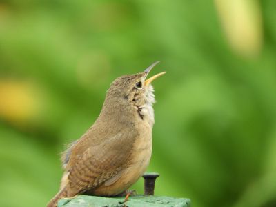 Barrett_DSCN6415_House Wren.JPG