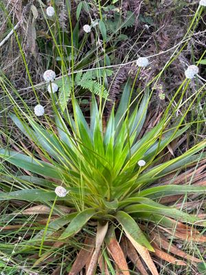 IMG_5289_Pipewort sp.JPG