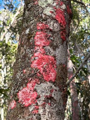 IMG_5293_Christmas Lichen.JPG