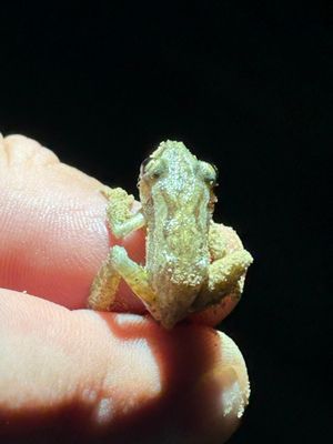 IMG_5590_Snouted Tree Frog sp.JPG