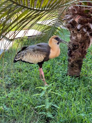 IMG_5711_Buff-necked Ibis.JPG