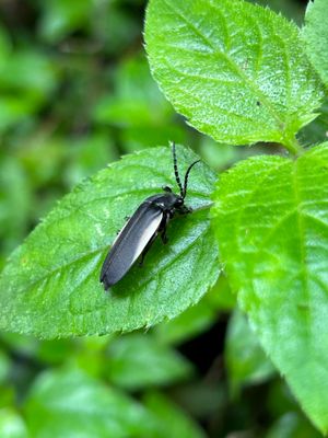 IMG_6049_beetle sp.JPG