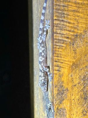 IMG_6163_Tropical House Gecko.JPG