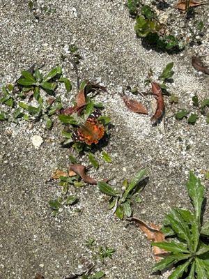 IMG_6193_Brazilian Lady butterfly.JPG