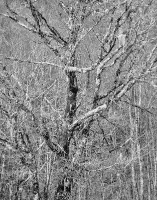 Blue Ridge Parkway Patterns