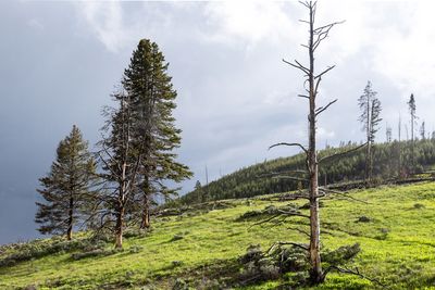 Passing Storms Over Hayden Valley