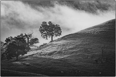 Early Morning Light
