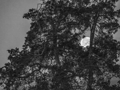 Moonlight Serenade