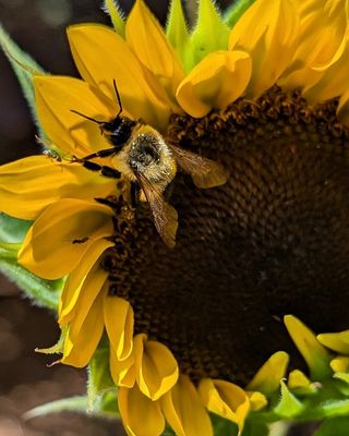 pixel_7_images