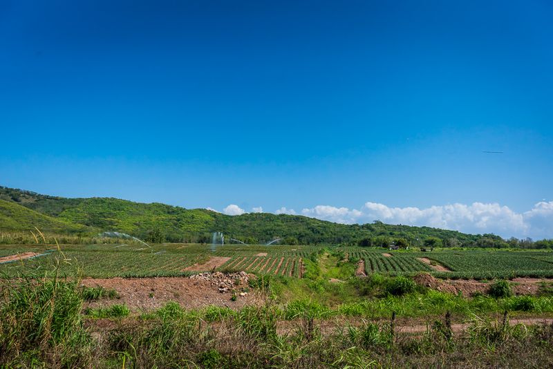 Pineapple Fields Forever