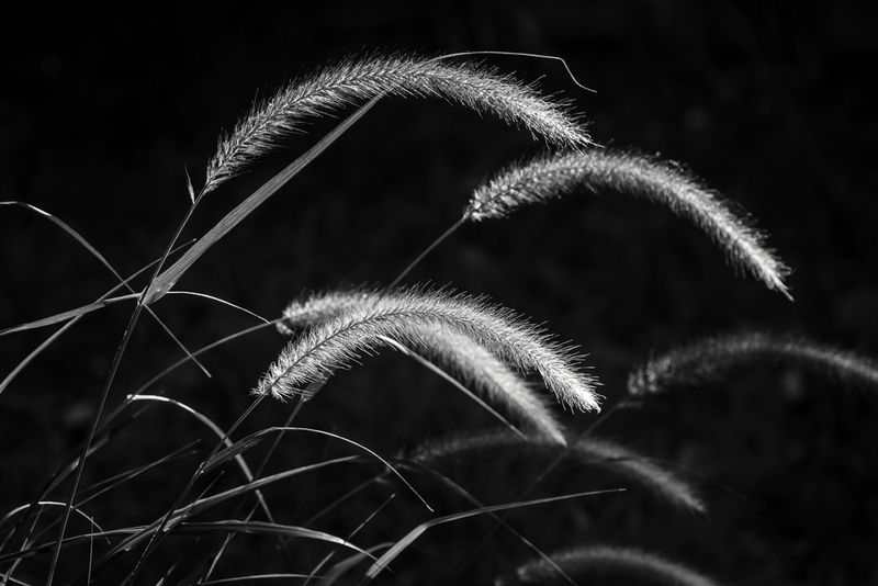 Grass II