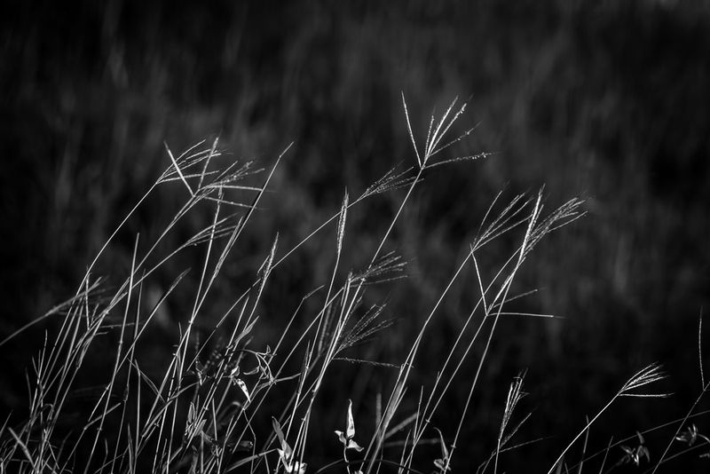 Grass II