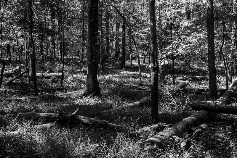 Woodland