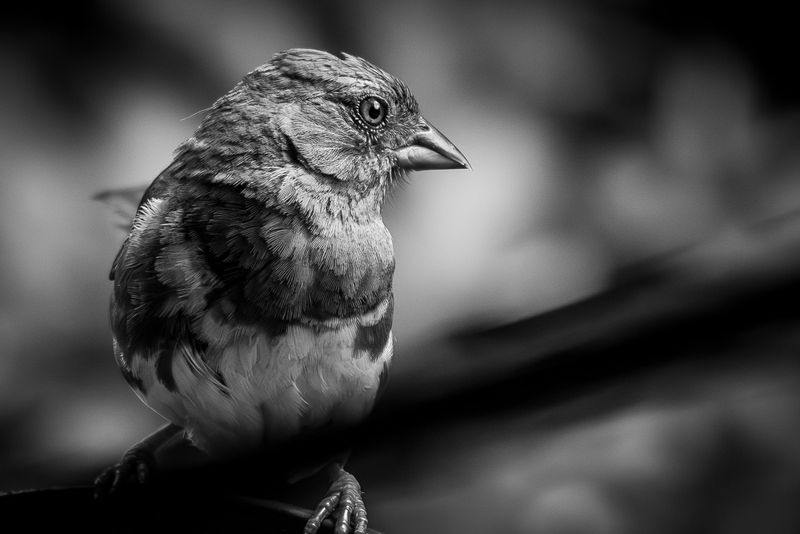 Eastern Towhee