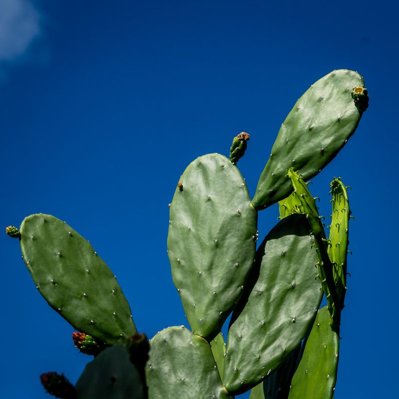 Tuna ( OpuntiaFicus-indica)