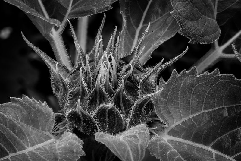 Sunflower Bud