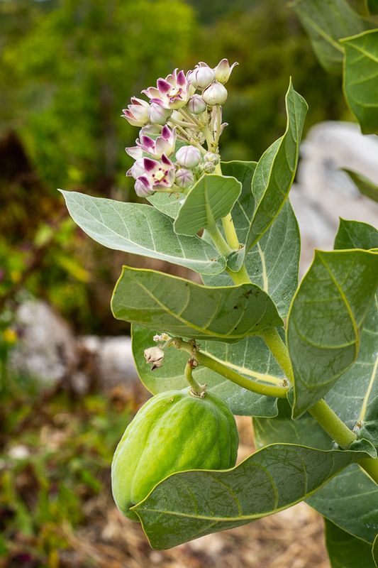 Duppy Chocho (Calotropis Procera)
