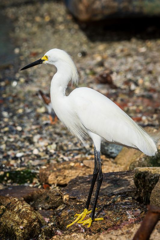 Snowy Egret