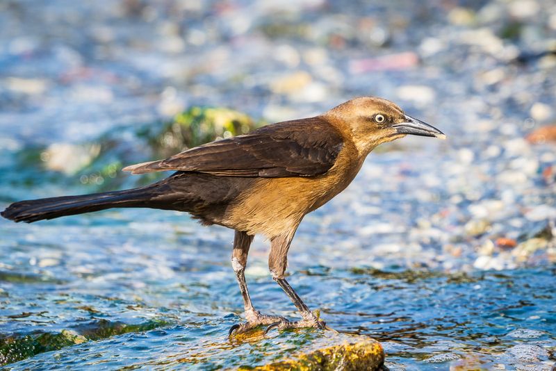Female Long-Tailed Gackle