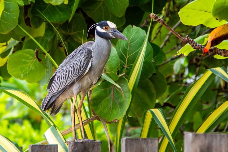 Night Heron