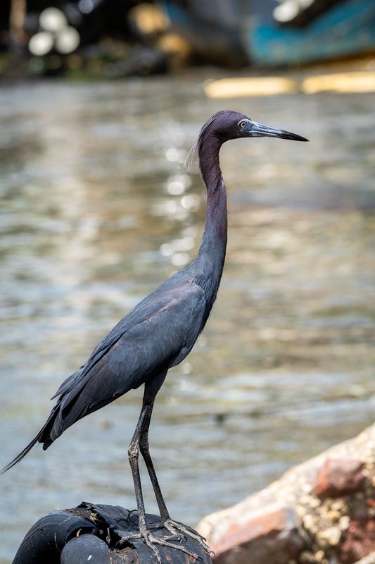 Little Blue Heron