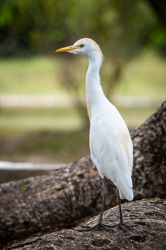 White Gaulin (Bubulcus ibis)