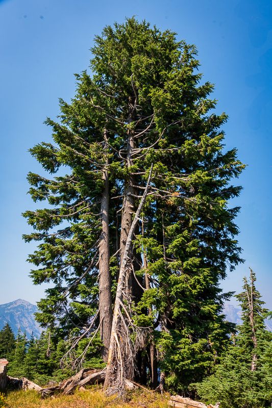 _DSC2763.jpg