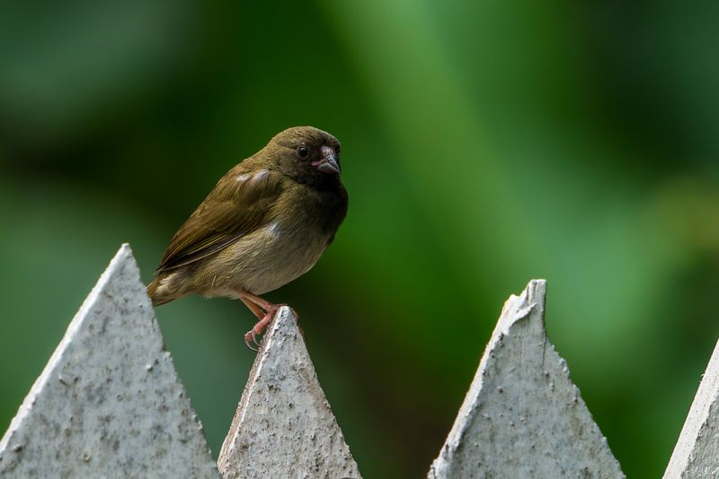 Grassquit