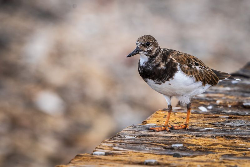 Ruddy Turnstone