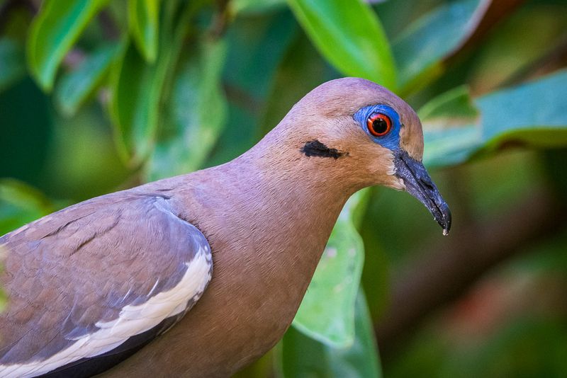 White Winged Dove
