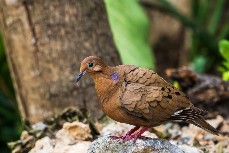 Pea Dove (Zenaida aurita) I