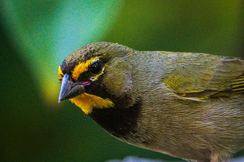 Yellow-faced Grassquit (Tiaris olivaceus) I