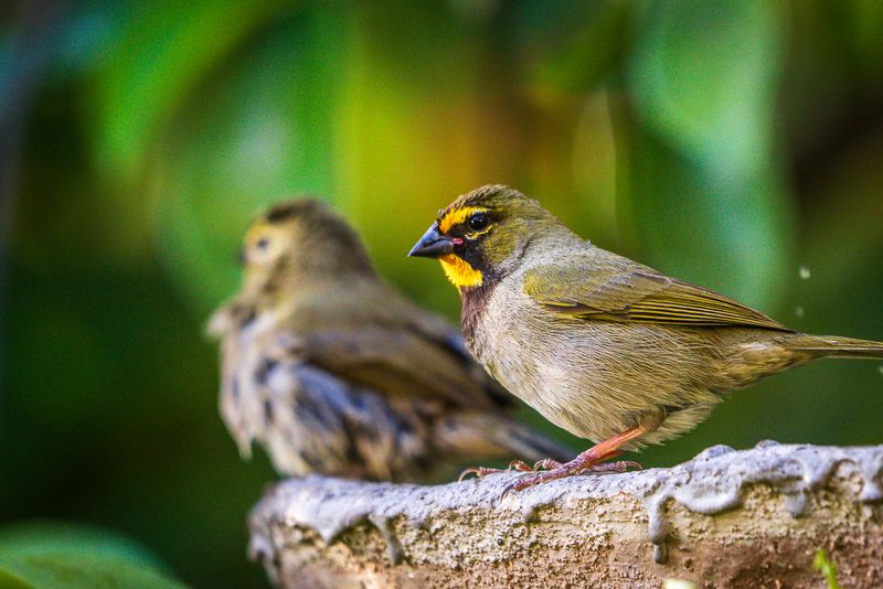 Yellow-Faced Grassquit (Tiaris olivaceus) III