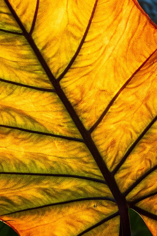 Backlit Leaf
