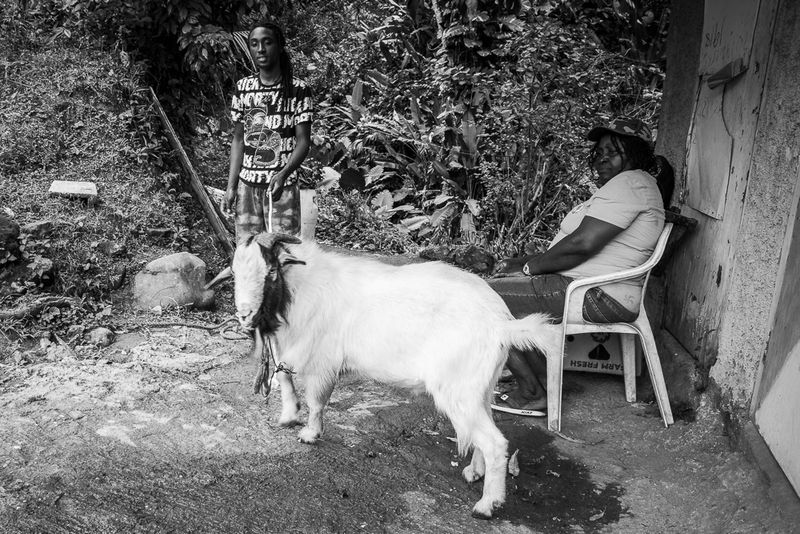 Ram Goat
