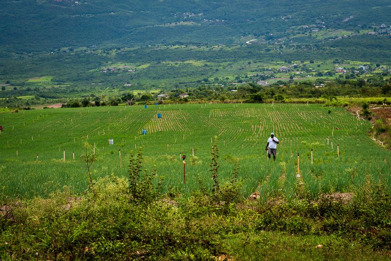 Escallion