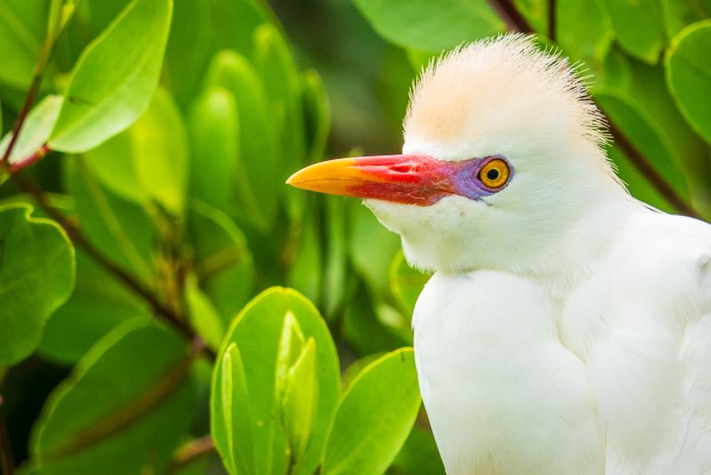 Cattle Egret II
