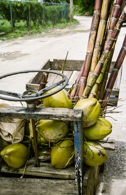 Coconut and Sugarcane