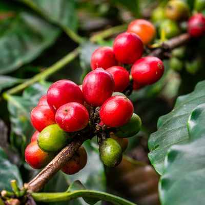 Ripe Coffee Beans