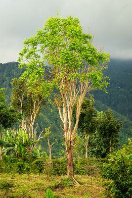 _DSC0080.jpg