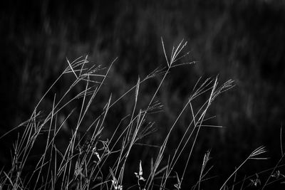 _DSC0218-Enhanced-NR.jpg