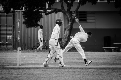 Cricket Study XIV