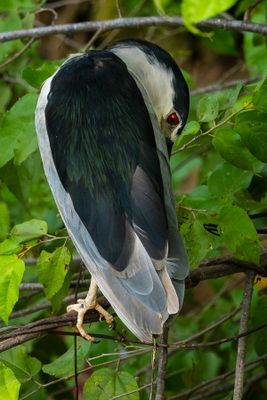Black Crowned Night Heron I
