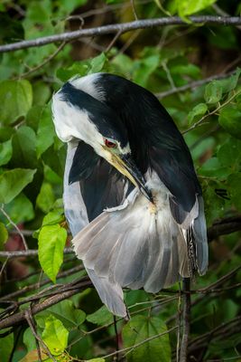 Black Crowned Night Heron III