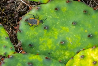 Beetle on Cactus