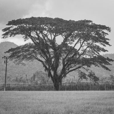 Guamgo Tree During Heavy Rain.