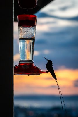 Late Evening Visit
