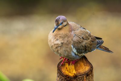 White-winged Dove (Zenaida asiatica)